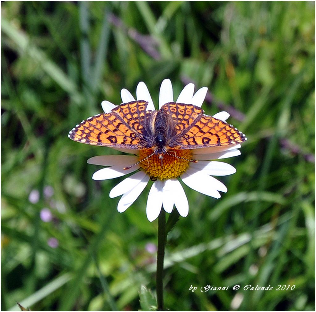 Una conferma Melitaea athalia ?